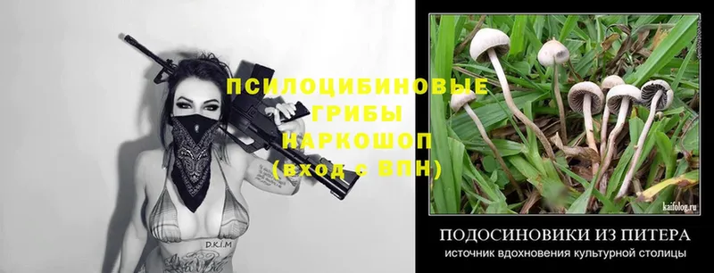 Псилоцибиновые грибы Psilocybine cubensis  купить наркотик  Аркадак 